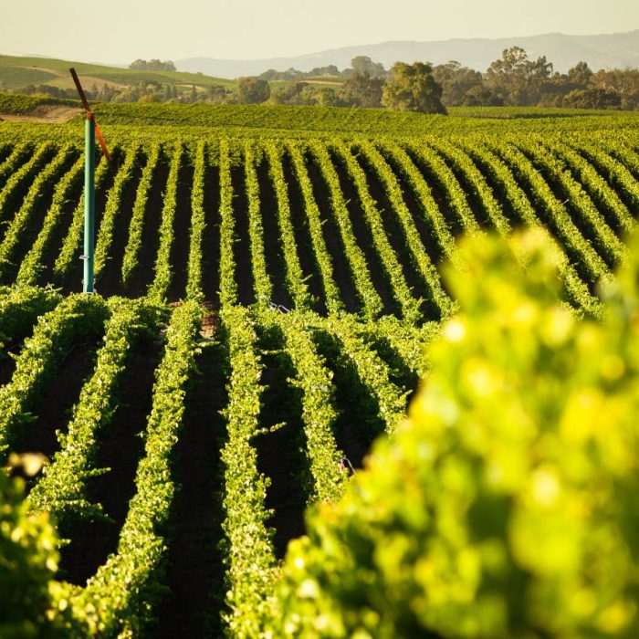 Vineyard